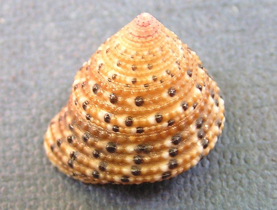 Clanculus comarilis