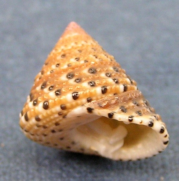 Clanculus comarilis
