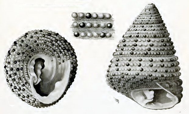 Clanculus comarilis