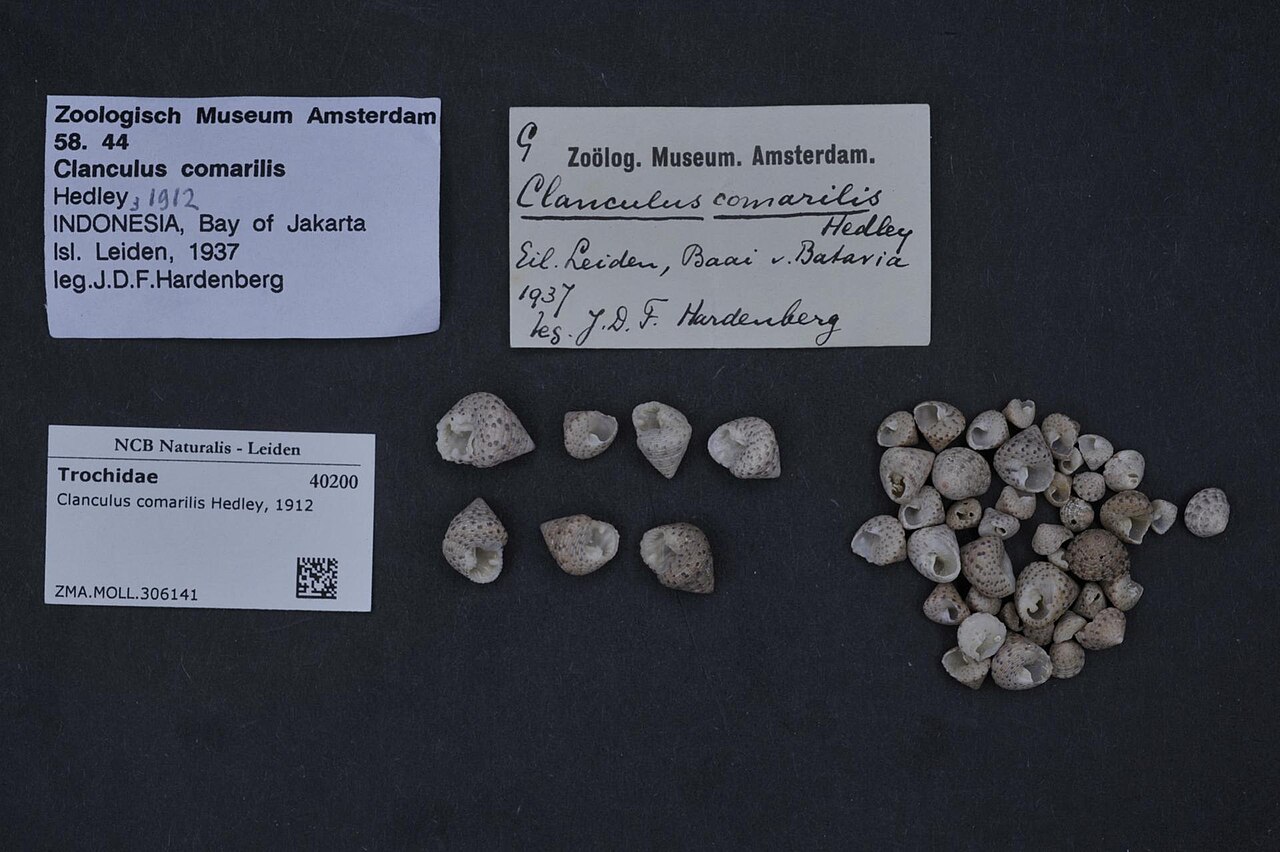 Clanculus comarilis