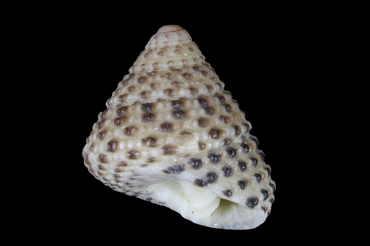 Clanculus comarilis