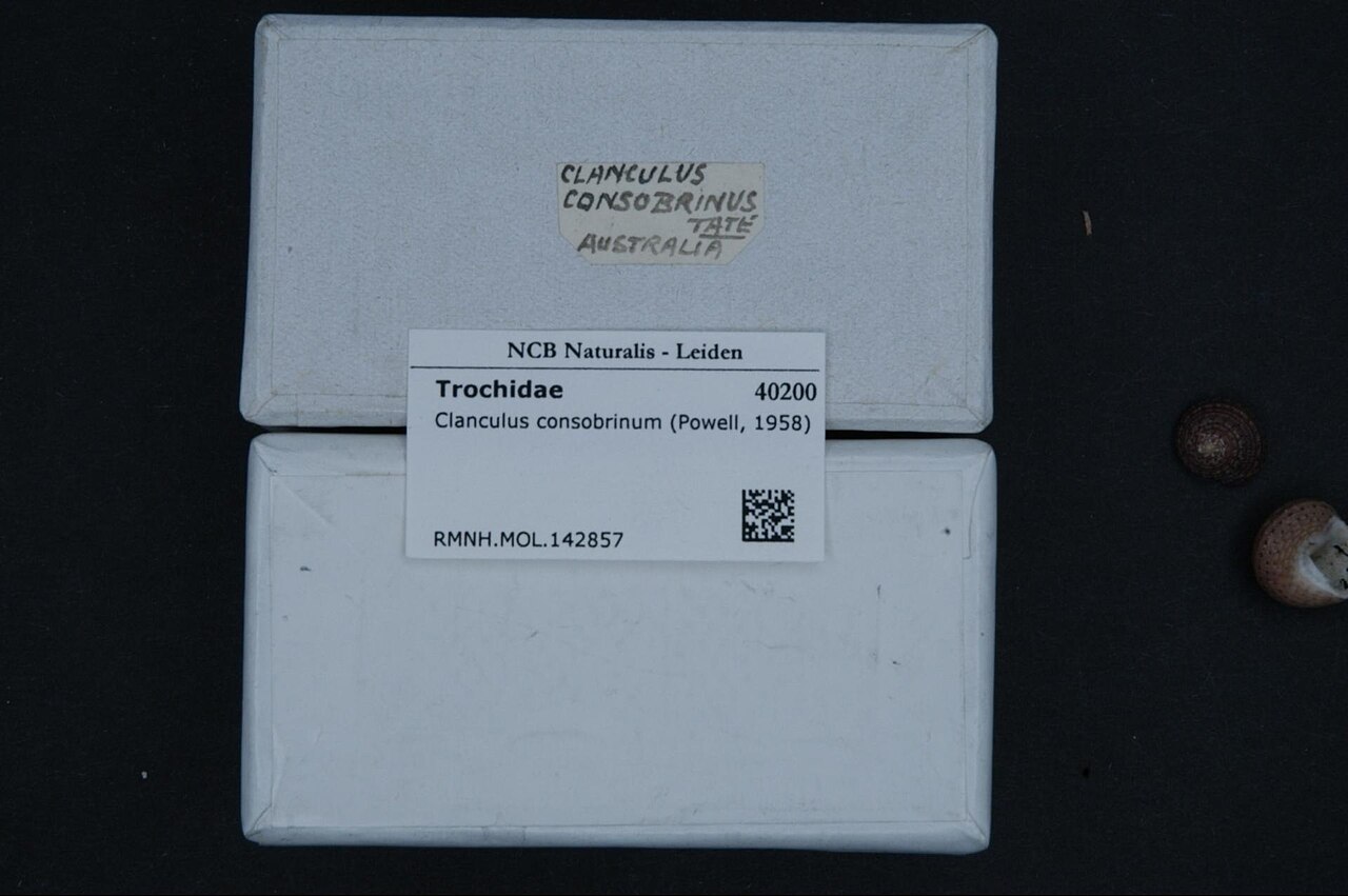 Clanculus consobrinus