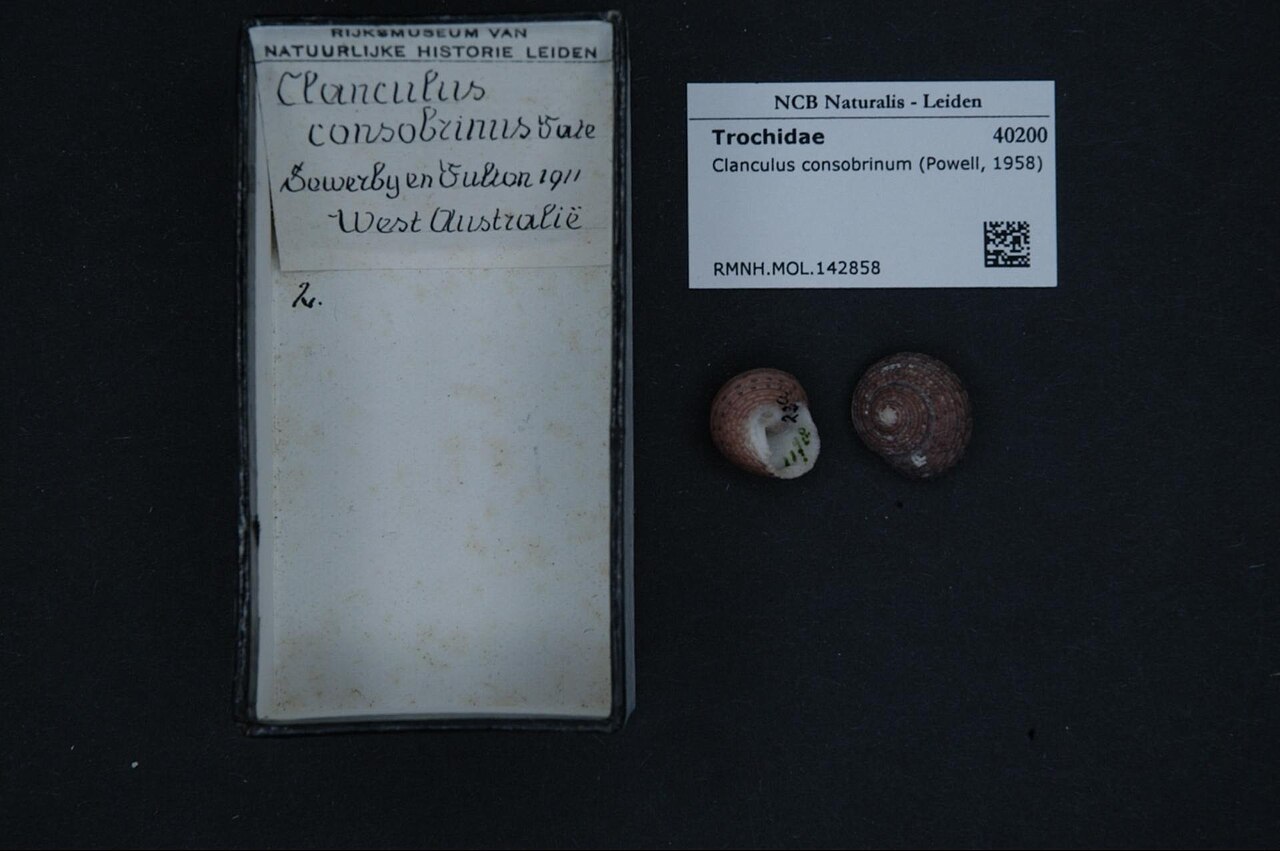 Clanculus consobrinus