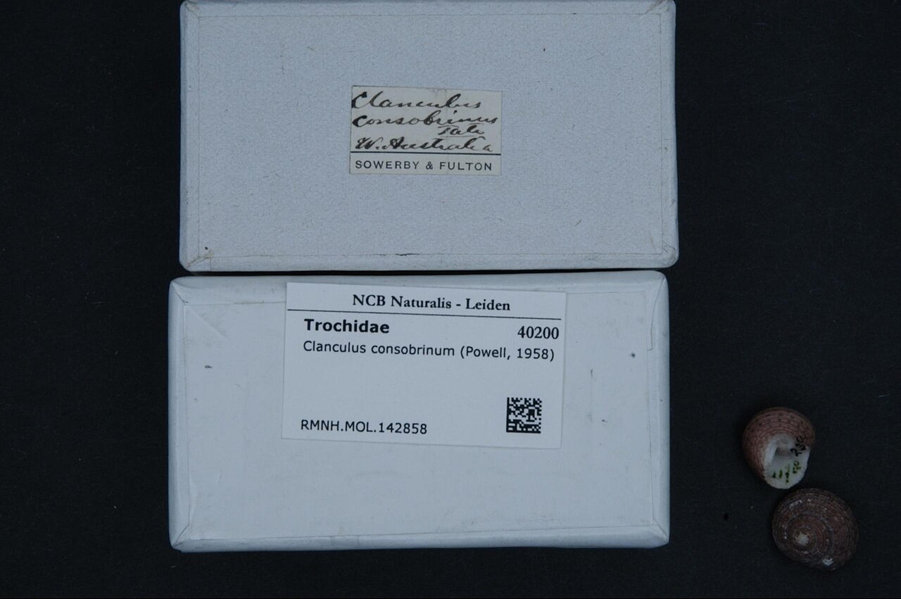 Clanculus consobrinus