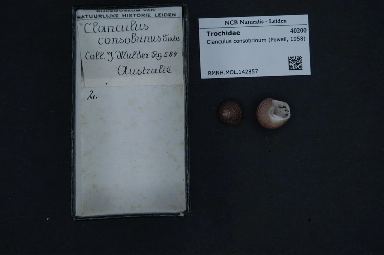 Clanculus consobrinus
