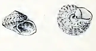 Clanculus albugo