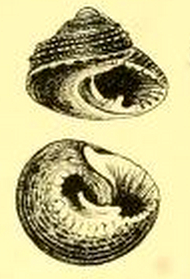 Clanculus consobrinus