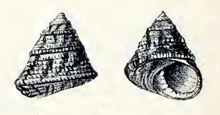 Clanculus scabrosus