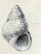 Alcyna