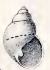 Alcyna
