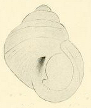 Alcyna