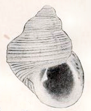Alcyna