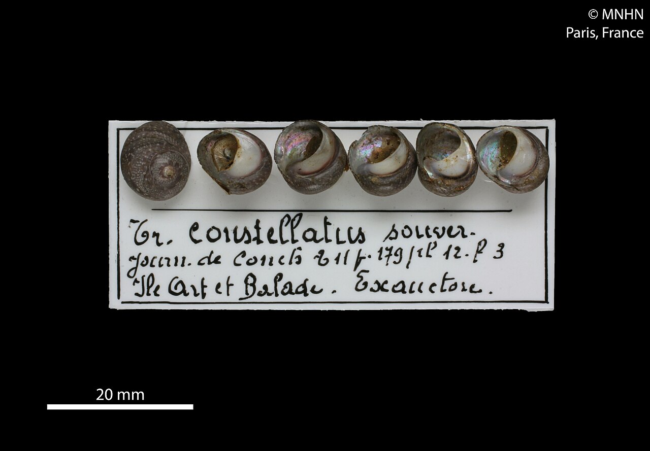 Austrocochlea