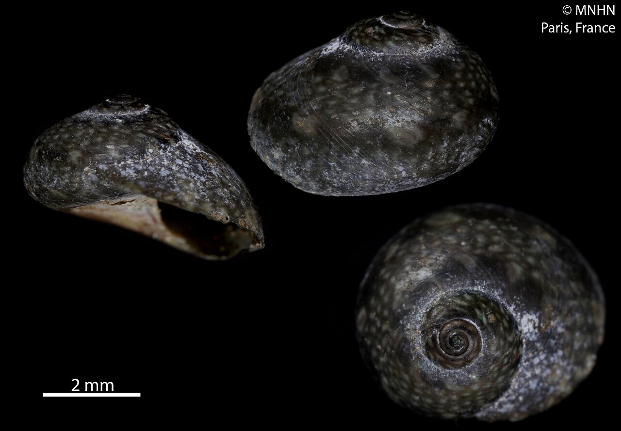 Austrocochlea