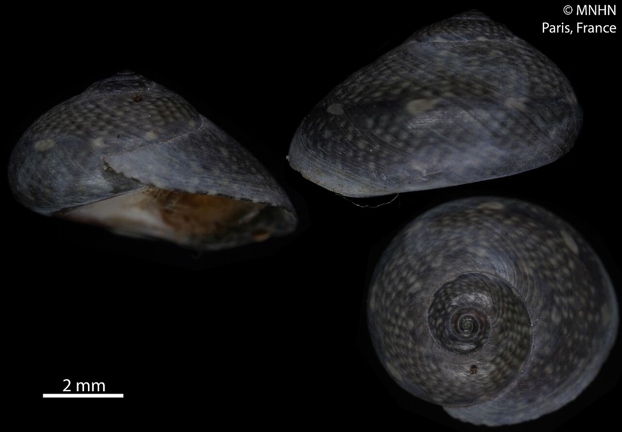 Austrocochlea