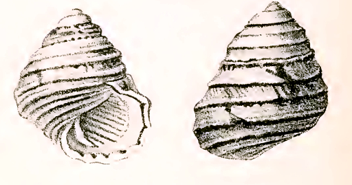Austrocochlea