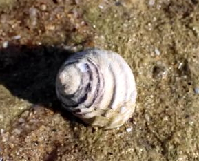 Austrocochlea