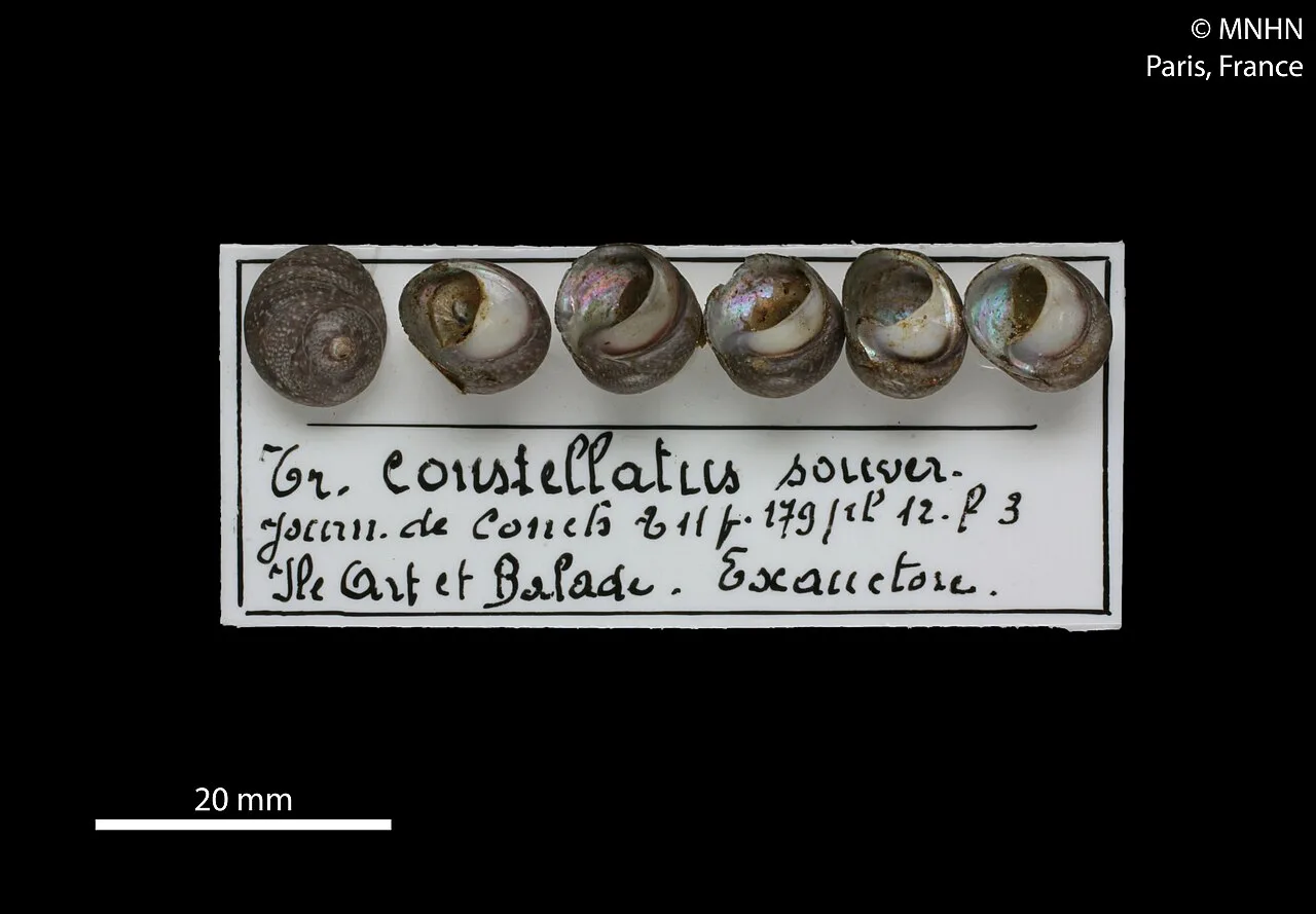 Austrocochlea