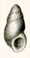 Botelloides