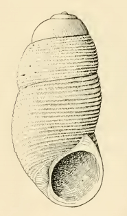 Botelloides