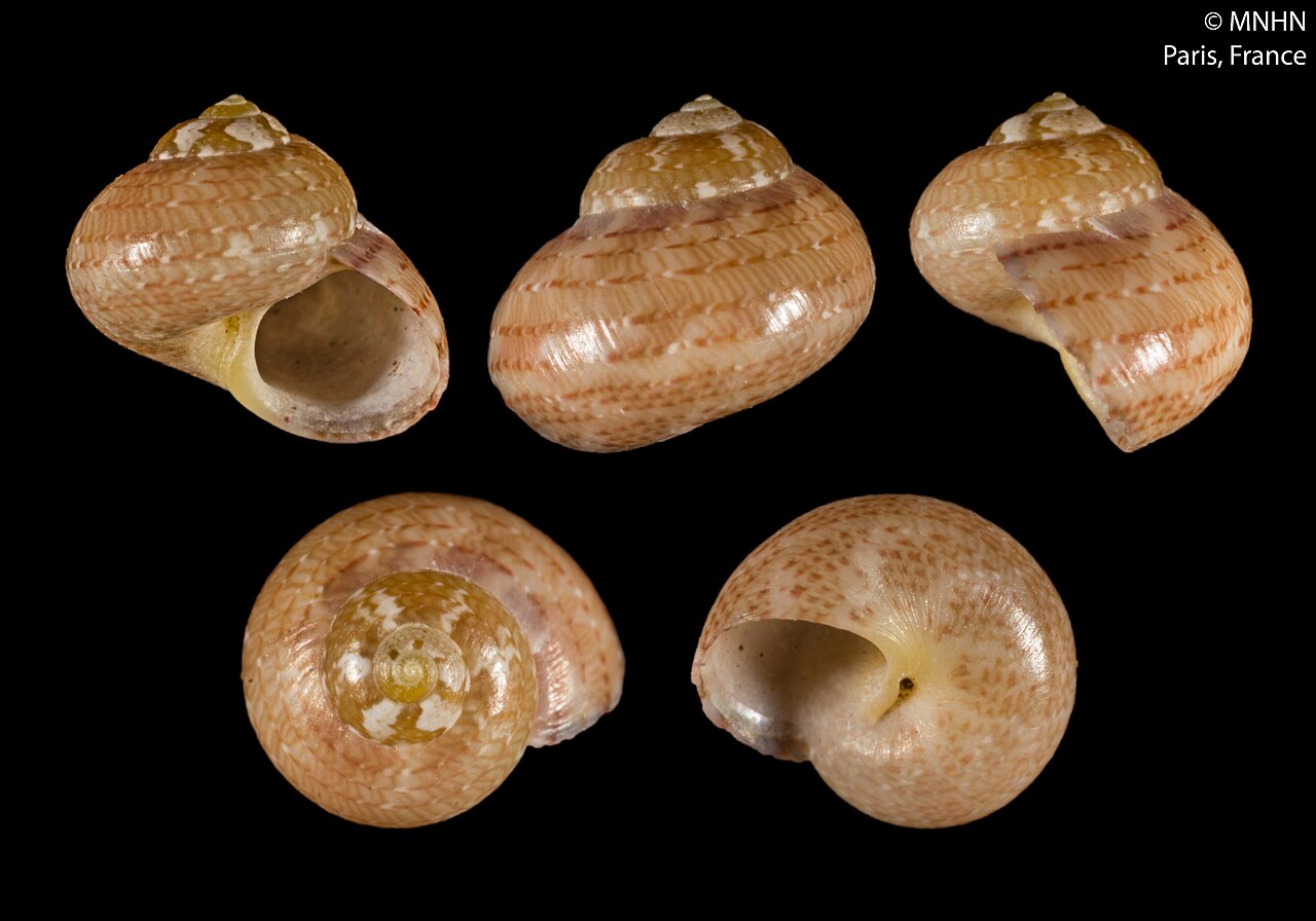 Calliotrochus