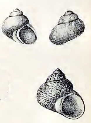 Calliotrochus