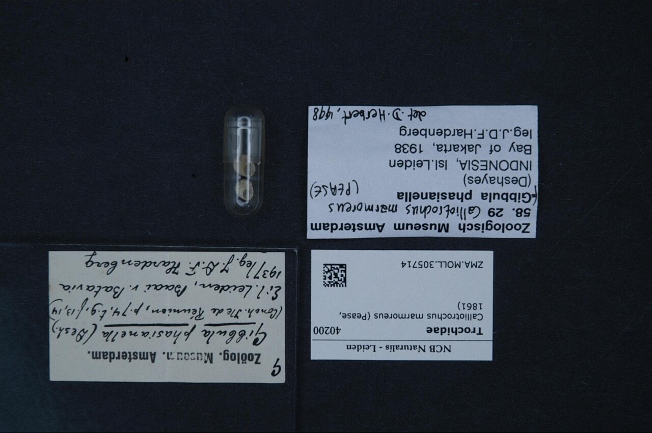 Calliotrochus