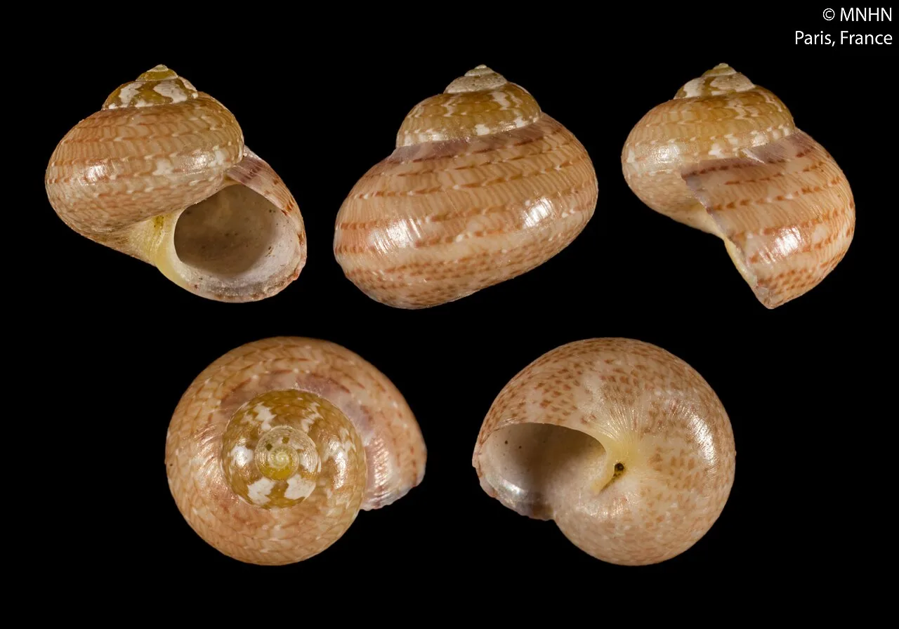 Calliotrochus