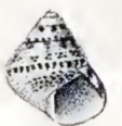 Cantharidella