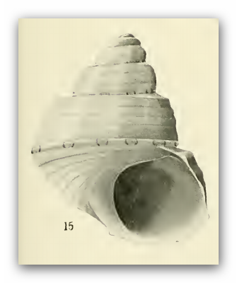 Cantharidella