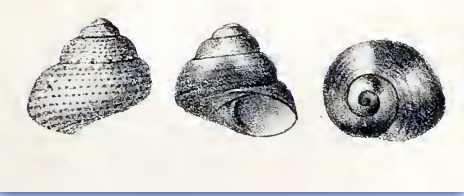 Cantharidella