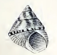Cantharidella