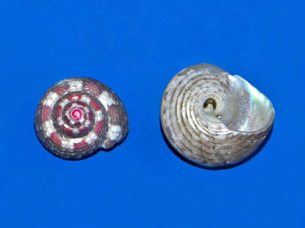 Cantharidinae