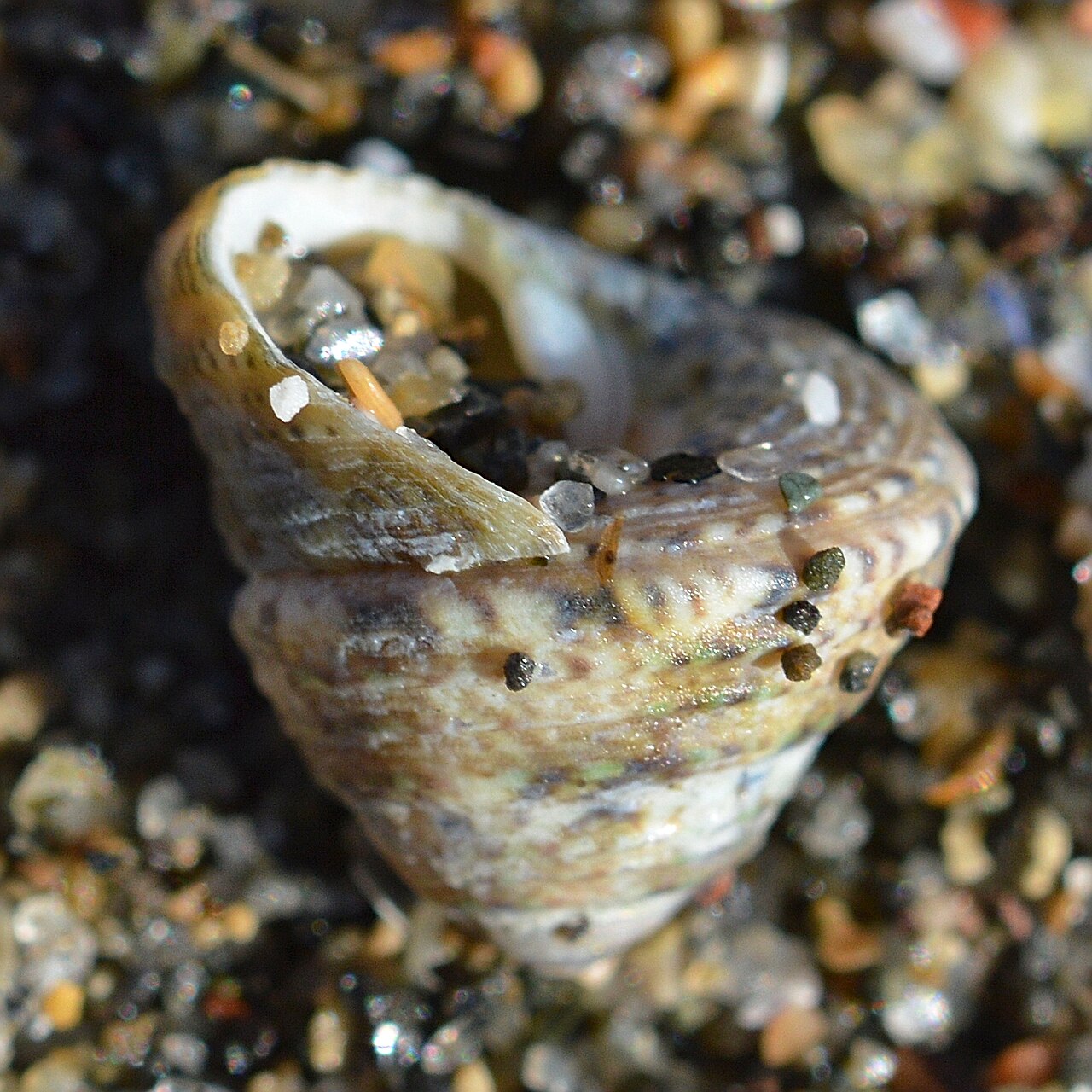 Cantharidinae