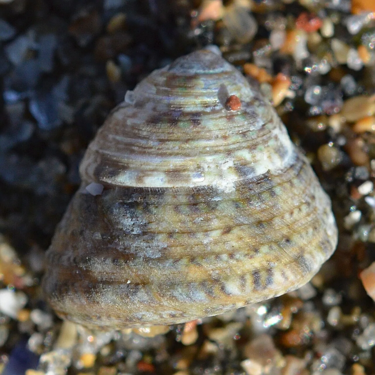 Cantharidinae