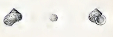 Cantharidus