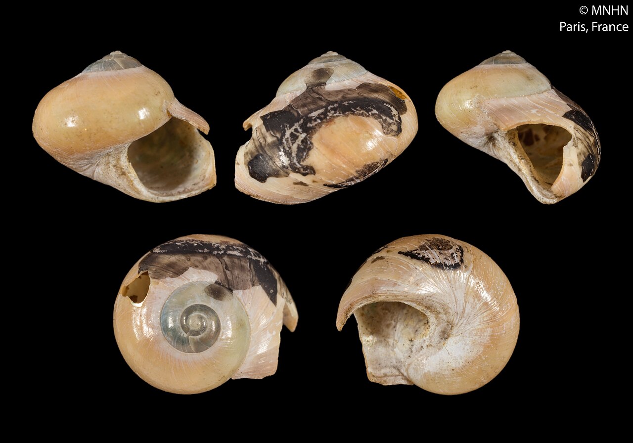 Cantharidus
