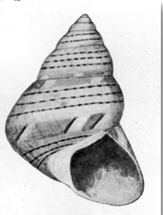 Cantharidus