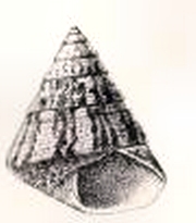 Cantharidus