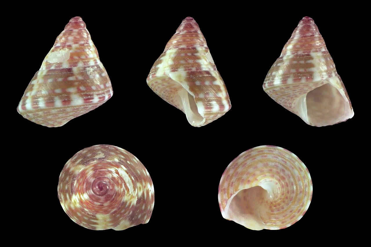 Cantharidus