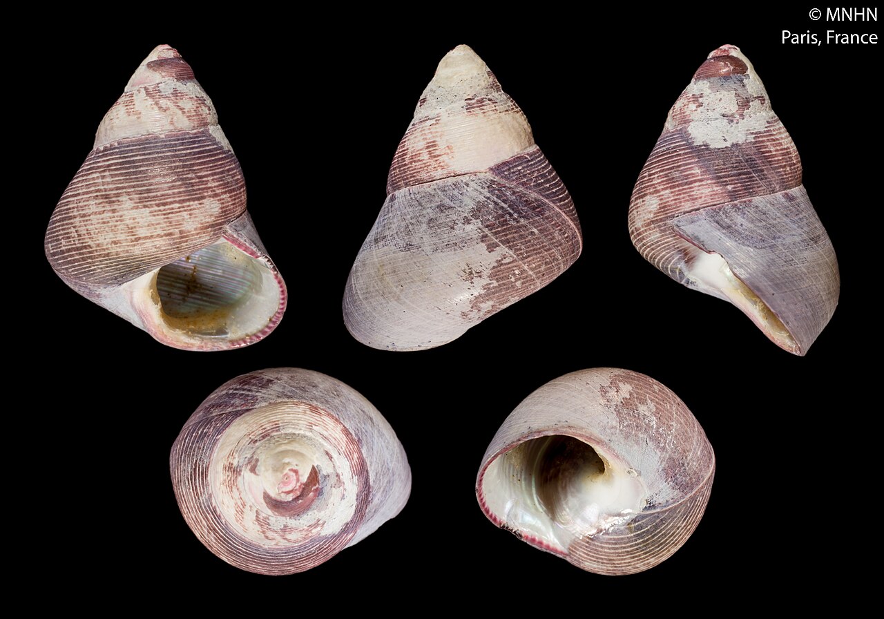 Cantharidus