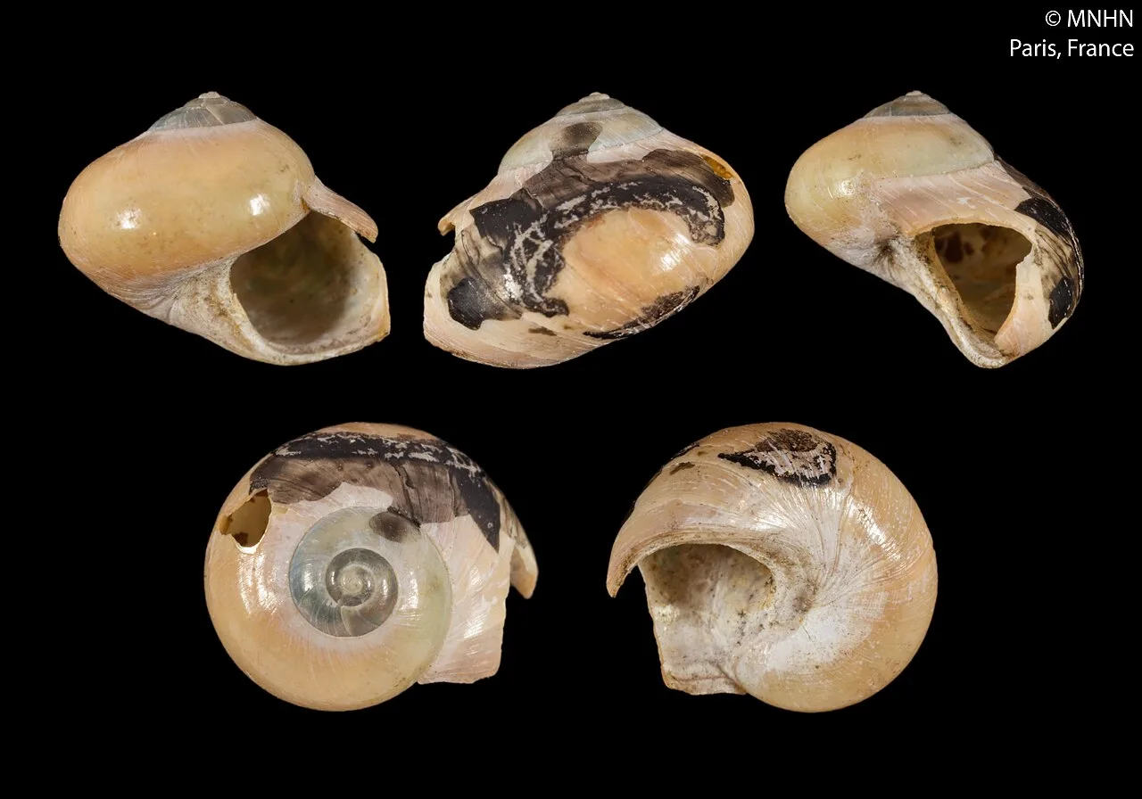 Cantharidus