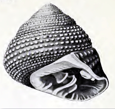 Clanculus