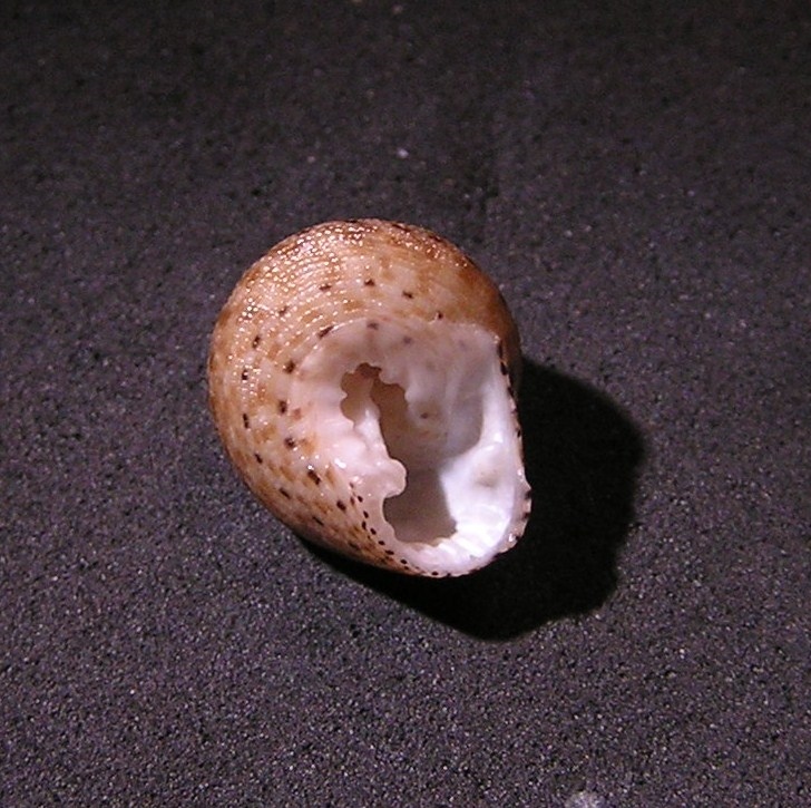 Clanculus