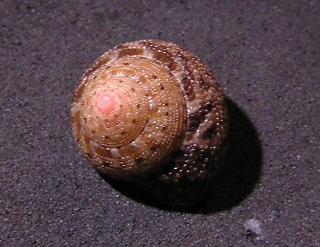Clanculus