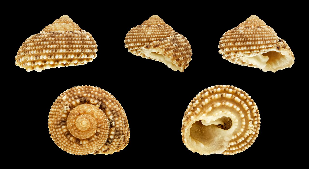Clanculus