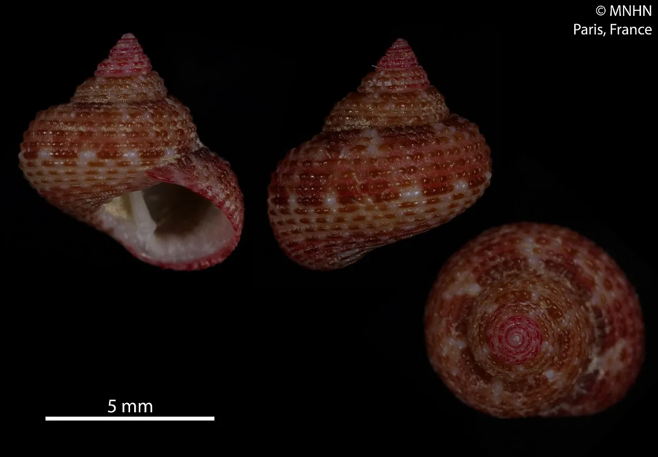 Clanculus