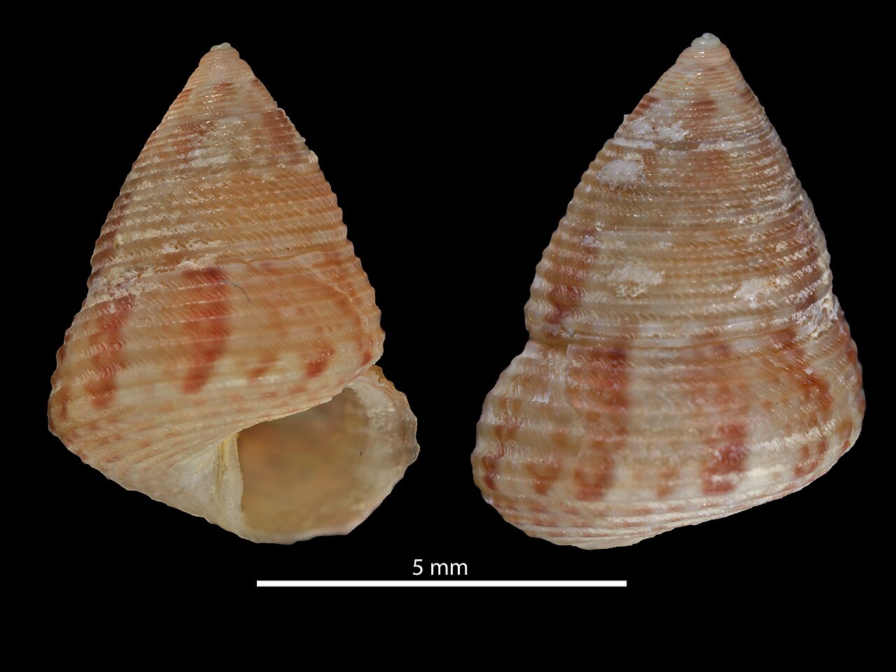 Clelandella