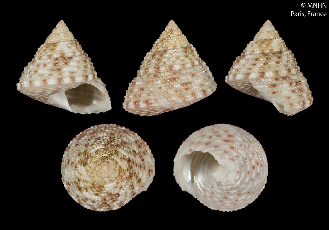 Clelandella