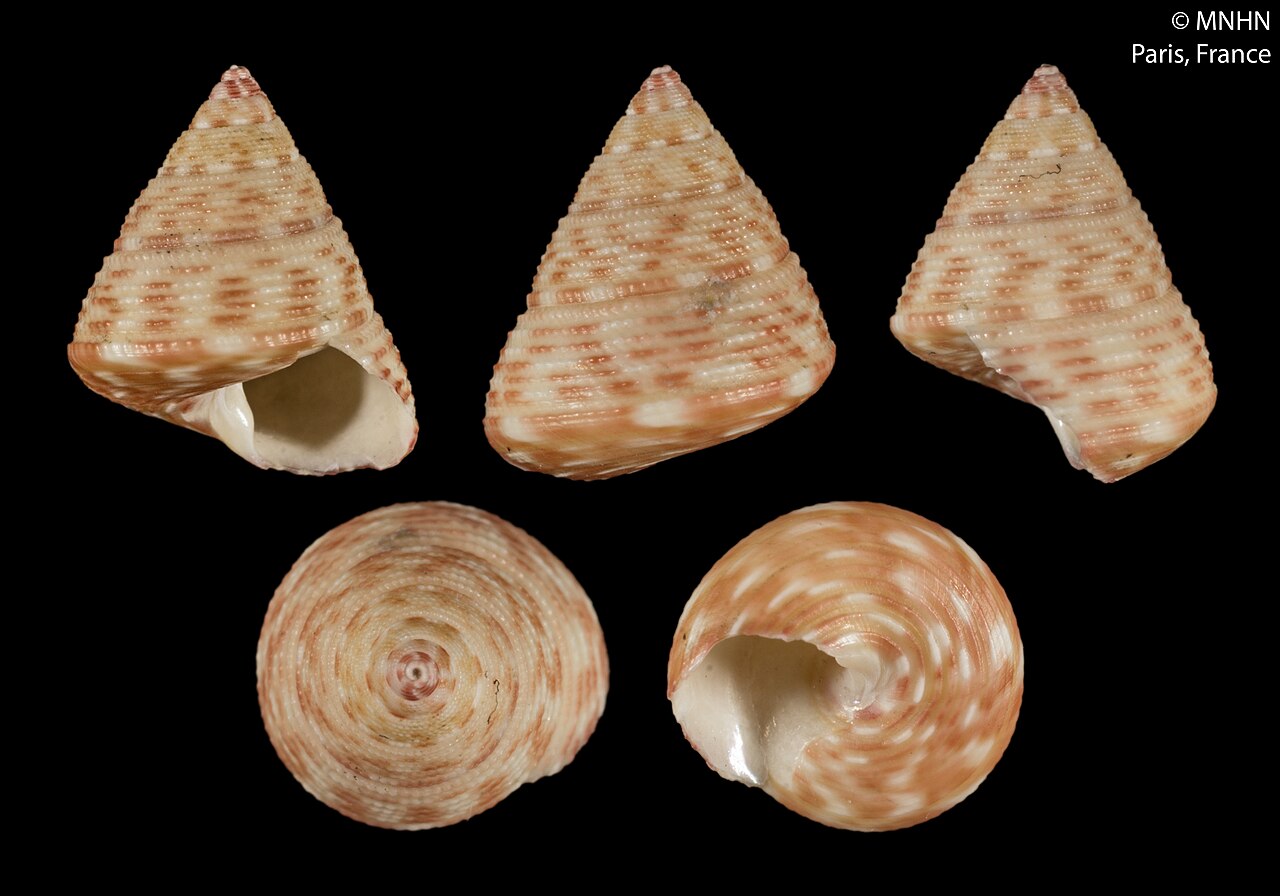 Clelandella